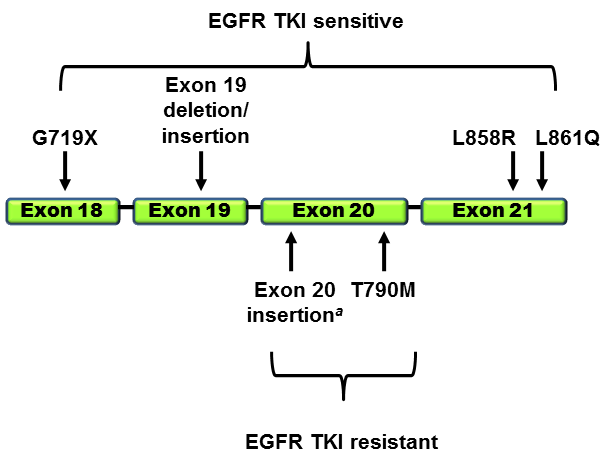 egfr-nsclc-revised2.png