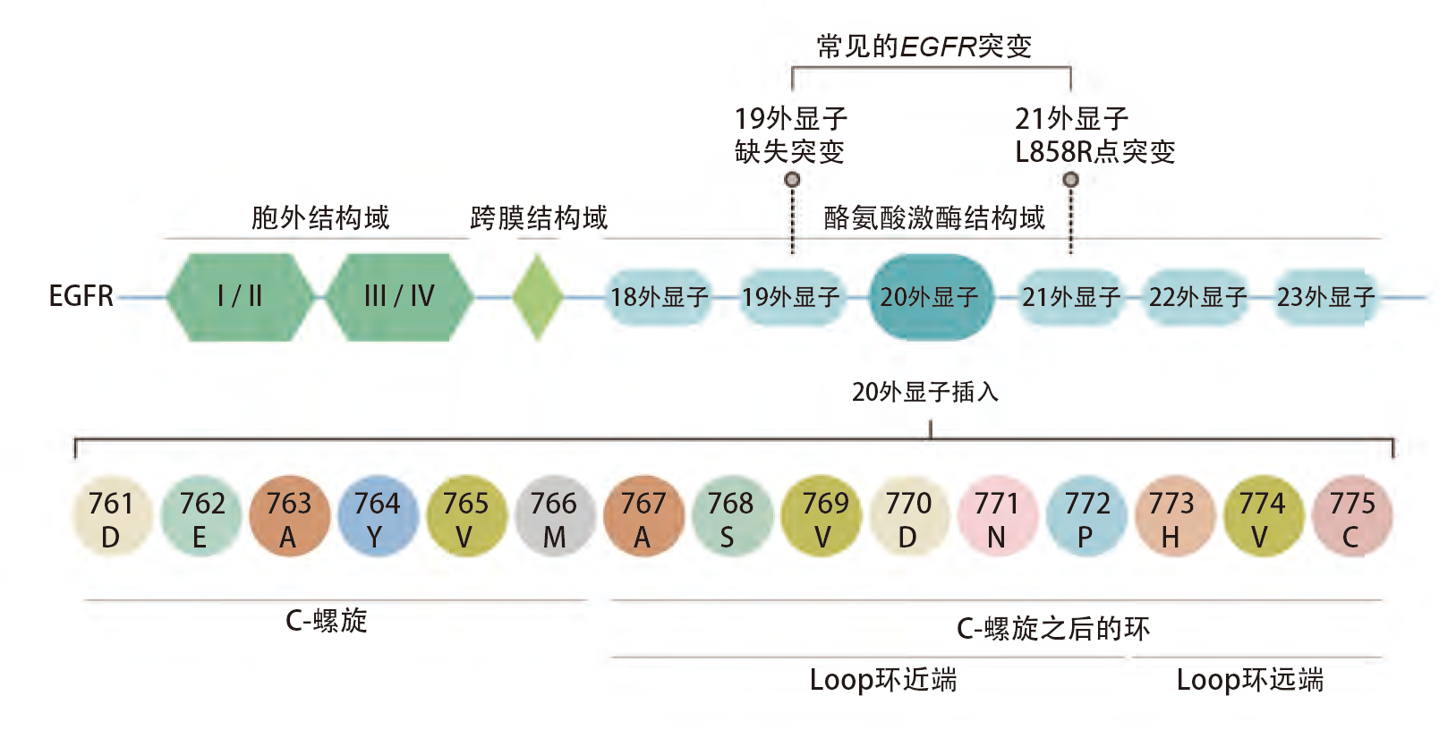 EGFR+20外显子插入突变非小细胞肺癌-2.png