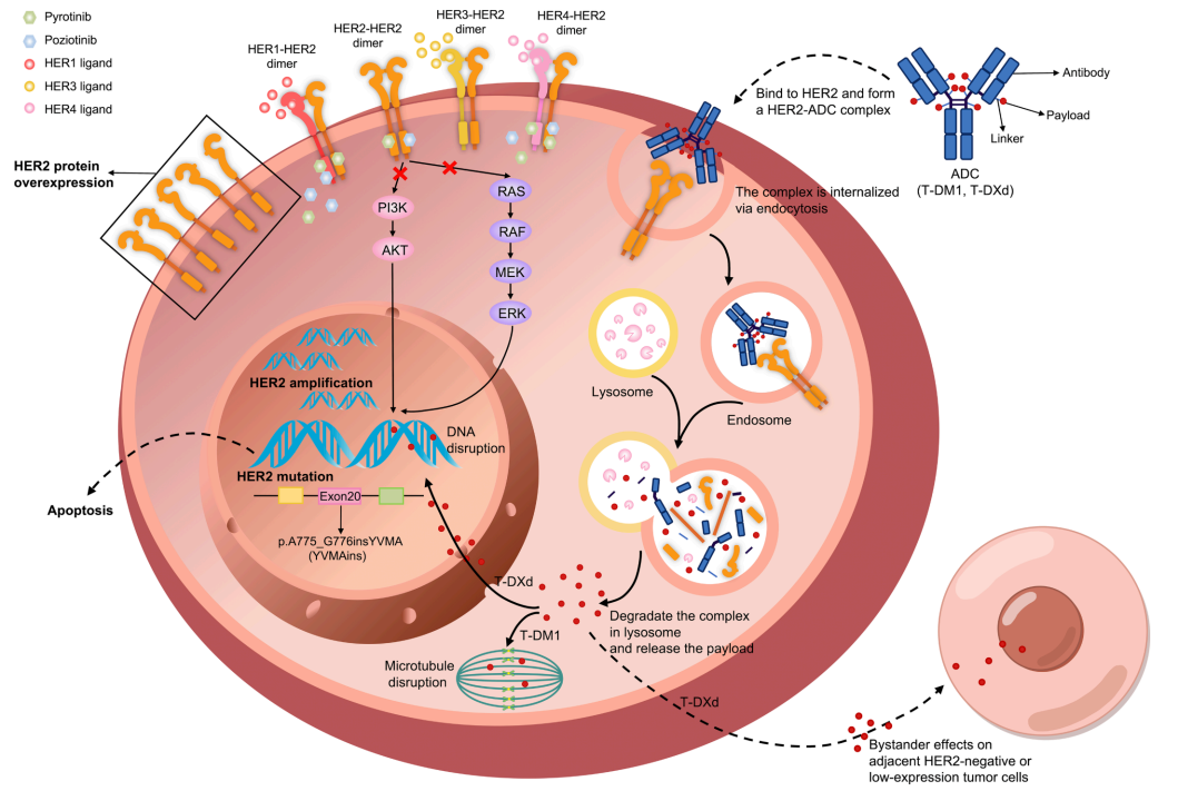 HER2的功能激活形式和作用机制.png HER2的功能激活形式和作用机制.png